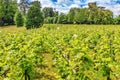 Vineyards in the French countryside