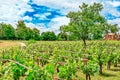 Vineyards in the French countryside