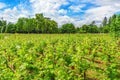 Vineyards in the French countryside