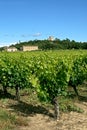 Vineyards and french village