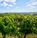 Vineyards of fresh grapes on the Langhe hills, Piedmont, Italy