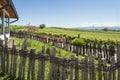 Vineyards in front of old house Royalty Free Stock Photo