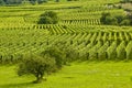 Vineyards and fruit trees in Alsace (France) Royalty Free Stock Photo