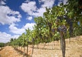 Vineyards in the Galilee Royalty Free Stock Photo