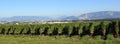 Vineyards at Geneva, Switzerland Royalty Free Stock Photo