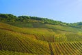 Vineyards in Germany Royalty Free Stock Photo