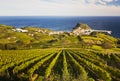 Vineyards in Getaria, Gipuzkoa Royalty Free Stock Photo