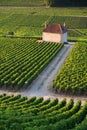 Vineyards in Gevrey chambertin burgundy France