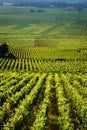 Vineyards in Gevrey chambertin burgundy France