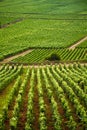 Vineyards in Gevrey chambertin burgundy France