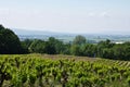 The Vineyards of Gigondas Royalty Free Stock Photo