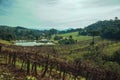 Vineyards going up the hill with woods Royalty Free Stock Photo