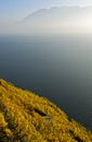 Vineyards in golden autumn foliage rising above Lake Geneva