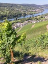Vineyards in Graach an der Mosel. Royalty Free Stock Photo