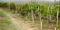 Vineyards grape at Saint Emilion France