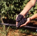 vineyards with grapes in a field with mountains ,wine industry with woman hands showing grapes Royalty Free Stock Photo