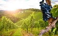 Vineyards with grapevine and hilly tuscan landscape near winery along Chianti wine road in the summer sun, Tuscany Italy Europe Royalty Free Stock Photo