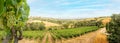 Vineyards with grapevine and hilly tuscan landscape near winery along Chianti wine road in the summer sun, Tuscany Italy Europe Royalty Free Stock Photo