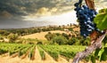 Vineyards with grapevine and hilly tuscan landscape near winery along Chianti wine road in the summer sun, Tuscany Italy Europe Royalty Free Stock Photo