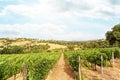 Vineyards with grapevine and hilly tuscan landscape near winery along Chianti wine road in the summer sun, Tuscany Italy Europe Royalty Free Stock Photo