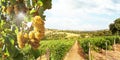 Vineyards with grapevine and hilly tuscan landscape near winery along Chianti wine road in the summer sun, Tuscany Italy Europe Royalty Free Stock Photo