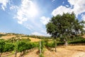 Vineyards with grapevine and hilly tuscan landscape near winery along Chianti wine road in the summer sun, Tuscany Italy Europe Royalty Free Stock Photo