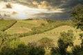 Vineyards with grapevine and hilly tuscan landscape near winery along Chianti wine road in the summer sun, Tuscany Italy Europe Royalty Free Stock Photo