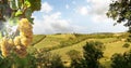 Vineyards with grapevine and hilly tuscan landscape near winery along Chianti wine road in the summer sun, Tuscany Italy Europe Royalty Free Stock Photo