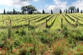 Vineyards with grapevine and hilly tuscan landscape with red poppy, cypress and oak trees near winery Royalty Free Stock Photo