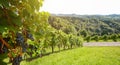 Vineyards with grapevine for wine production near a winery along styrian wine road, Austria Europe