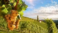 Vineyards with grapevine and winery along wine road in the evening sun, Italy Tuscany Europe Royalty Free Stock Photo