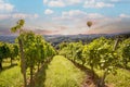 Vineyards with grapevine and winery along wine road with hot air balloon in the evening sun, Italy Tuscany Europe Royalty Free Stock Photo