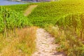 Vineyards green fields landscape with grapevine rows on hills in Rhine Gorge river Rhine Valley Royalty Free Stock Photo