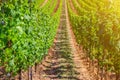 Vineyards green fields landscape with grapevine rows on hills in Rhine Gorge river Rhine Valley Royalty Free Stock Photo