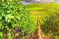 Vineyards green fields landscape with grapevine rows on hills in Rhine Gorge river Rhine Valley Royalty Free Stock Photo