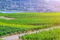 Vineyards green fields landscape with grapevine rows on hills in Rhine Gorge river Rhine Valley Royalty Free Stock Photo