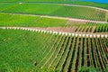 Vineyards green fields landscape with grapevine rows on hills in Rhine Gorge or river Rhine Valley Royalty Free Stock Photo