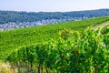 Vineyards green fields landscape with grapevine rows on hills in Rhine Gorge river Royalty Free Stock Photo