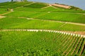 Vineyards green fields landscape with grapevine rows on hills in Rhine Gorge or river Rhine Valley Royalty Free Stock Photo