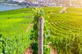 Vineyards green fields landscape with grapevine rows Royalty Free Stock Photo