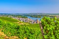 Vineyards green fields landscape with rows of grape trellis and grapevine wooden pole