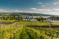 Vineyards and greenhouses on Reichenau Island, Lake Constance, Baden-Wuerttemberg, Germany Royalty Free Stock Photo