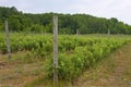 Vineyards  809209 Royalty Free Stock Photo