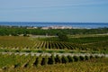 Vineyards and harbour of Argeles sur mer Royalty Free Stock Photo