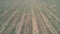 Vineyards after harvest. brown sun-scorched soil with dry vineyards