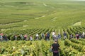 Vineyards Harvest in Cramant France