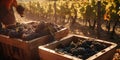 harvesting and grapes, bunch of grapes in the sun vineyards, harvest, horizontal photo. Generative AI