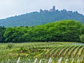 Vineyards Haut koenigsbourg Vineyard landscape along the route des vins villages, Autumn, Alsace Haut Rhin, France Alsace