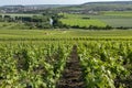 Vineyards at Hautvillers near Epernay - France Royalty Free Stock Photo