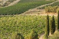 Vineyards in the highlands, a view from a height, morning light Royalty Free Stock Photo